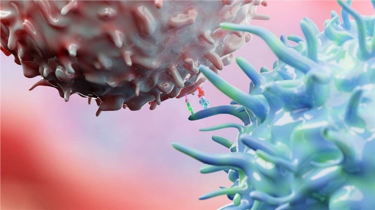 Fig.1 Immune priming between dendritic cell and t cell. (Creative Biolabs Authorized)