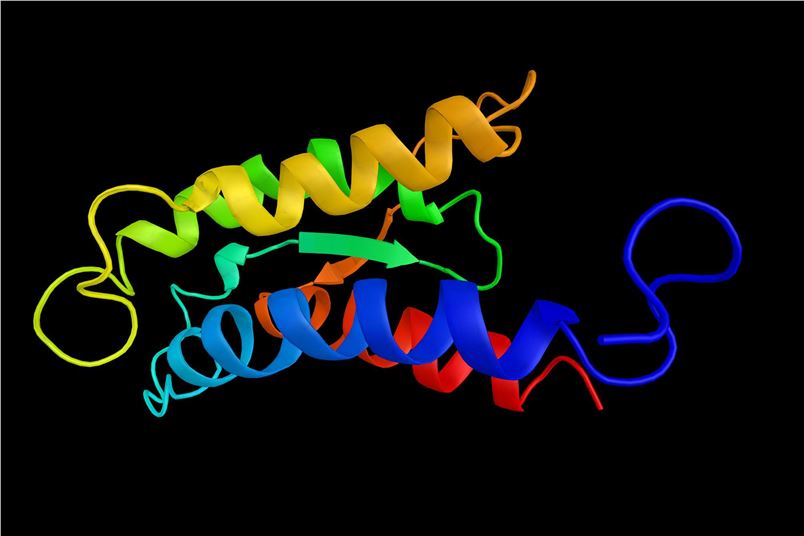 Fig.1 Interleukin-2. (Creative Biolabs Authorized)