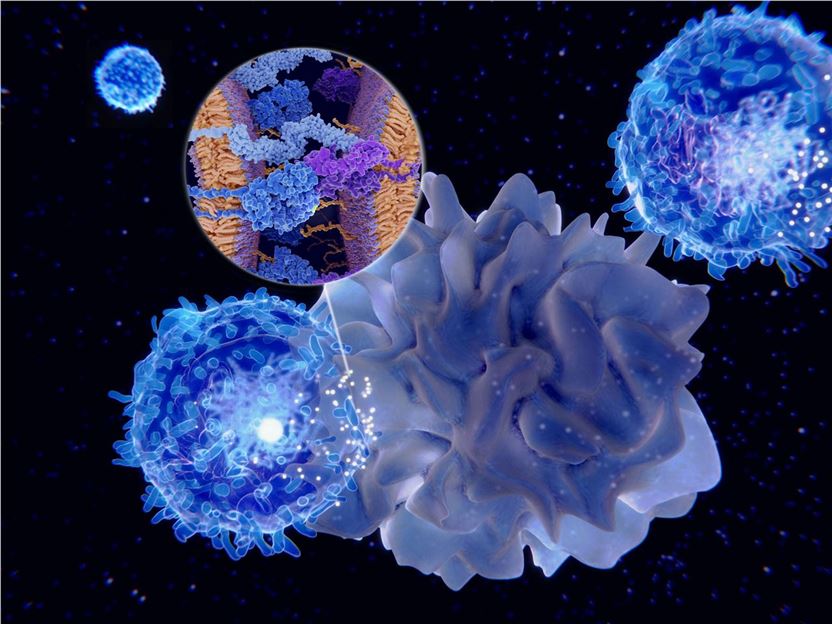 Fig.1 Activation of the immune response: antigen presenting cell activates T-lymphocytes. (Creative Biolabs Authorized)