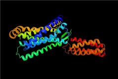 Fig.1 Structure of AT1R. (Creative Biolabs Authorized)
