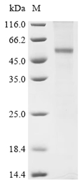 QC result of MPX3506K (Creative Biolabs Original)