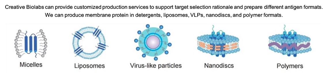 Different membrane protein formats (Creative Biolabs Original)