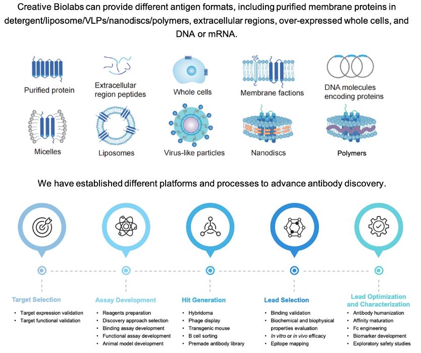 Processes of antibody discovery (Creative Biolabs Original)