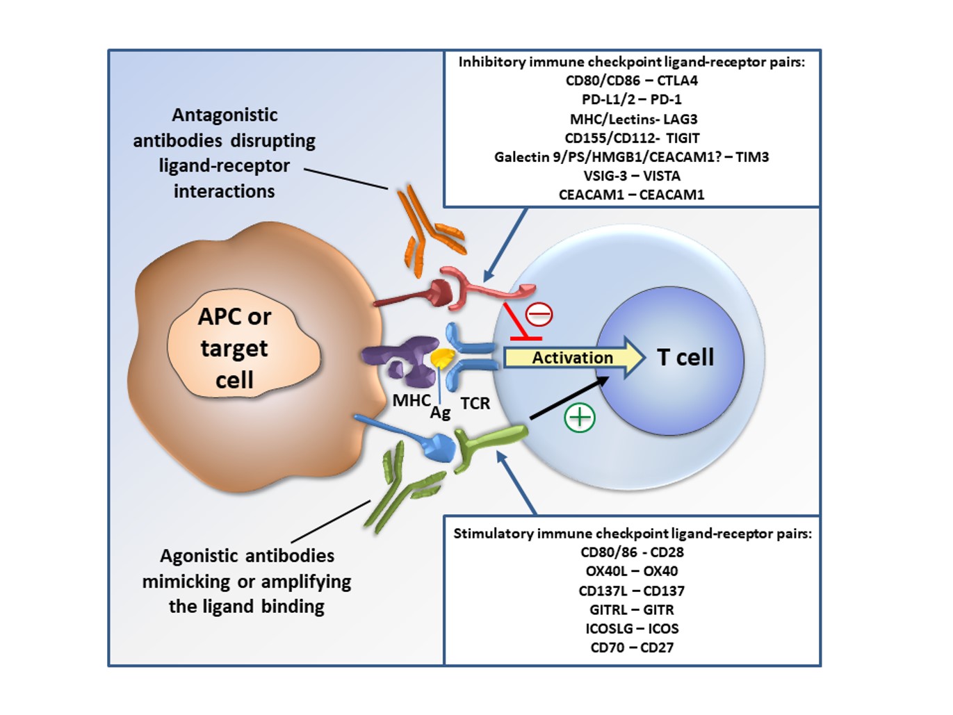 Fig.1 Diagram illustrating the advancement of antibody-based medicines for cancer treatment. (OA Literature)