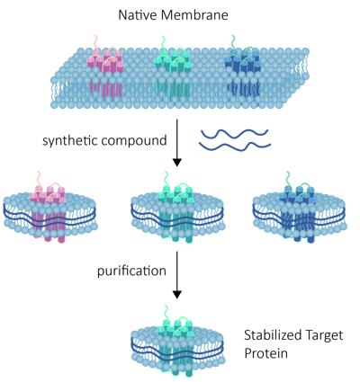 Schematic diagram of NativeExtract™ membrane protein products. (Creative Biolabs)