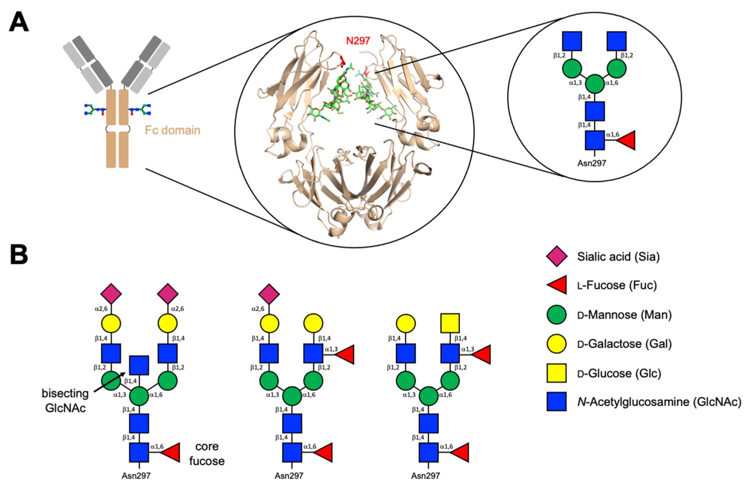 Fig.1 (A) Cartoon representation and 3D structure of the Fc domain of a typical IgG and its Fc N-glycan. (B) Common biantennary complex-type N-glycans found on mature glycoproteins. (OA Literature)