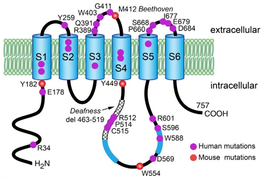 Structure of TMC1. TMC1 contains six transmembrane cells (S1 to S6) with intracellular N- and C-termini, and a long intracellular loop between domains S4 and S5. Point mutations that cause deafness in mice are indicated by red circles and the hatched segment indicates amino acid deletions, with residue numbers referring to mouse sequences. Point mutations causing deafness in humans are indicated by pink circles, with residue numbers referring to mouse sequences.