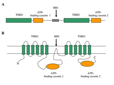 ABCA13 Membrane Protein Introduction