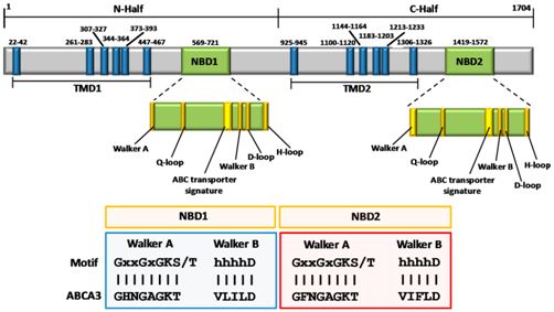 ABCA3 Membrane Protein Introduction