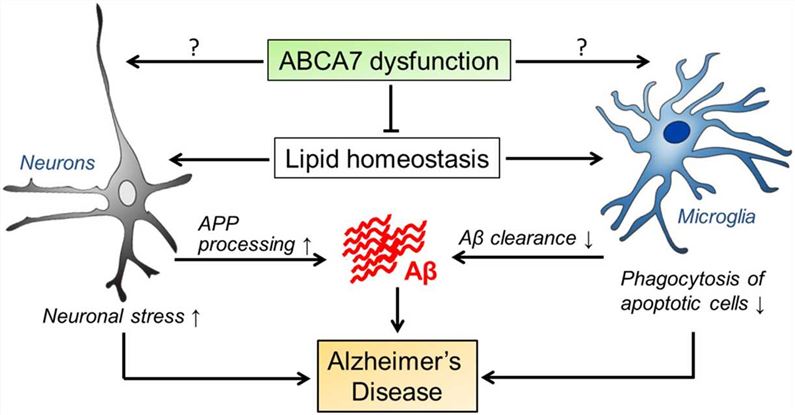 ABCA7 Membrane Protein Introduction