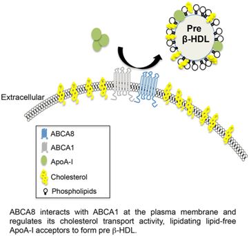 ABCA8 Membrane Protein Introduction