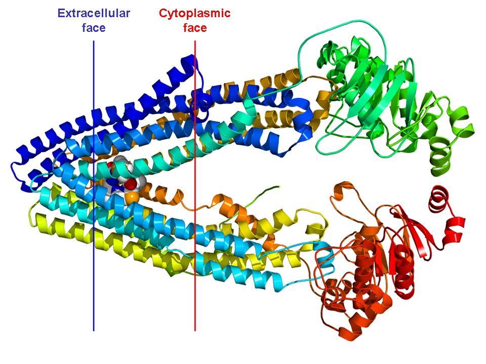 Structure of the mouse P-glycoprotein based on the 3g5u PDB coordinates.