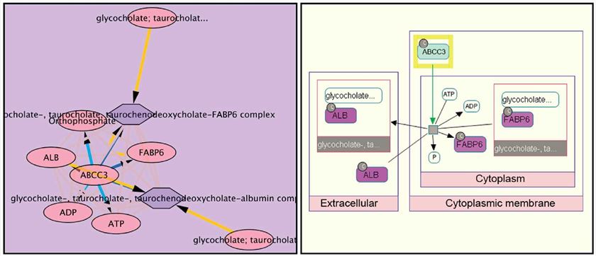 ABCC3 Membrane Protein Introduction