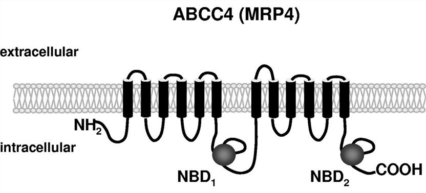 ABCC4 Membrane Protein Introduction