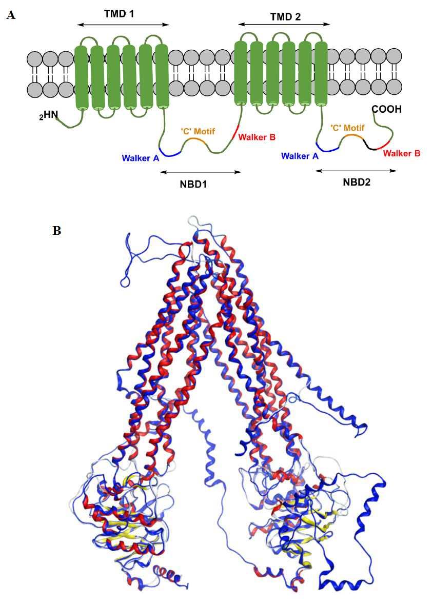 ABCC5 Membrane Protein Introduction