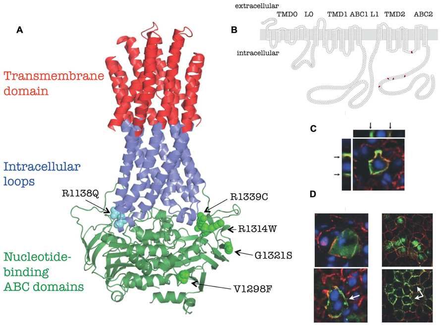 ABCC6 Membrane Protein Introduction