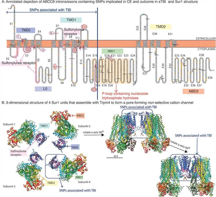 ABCC8 Membrane Protein Introduction