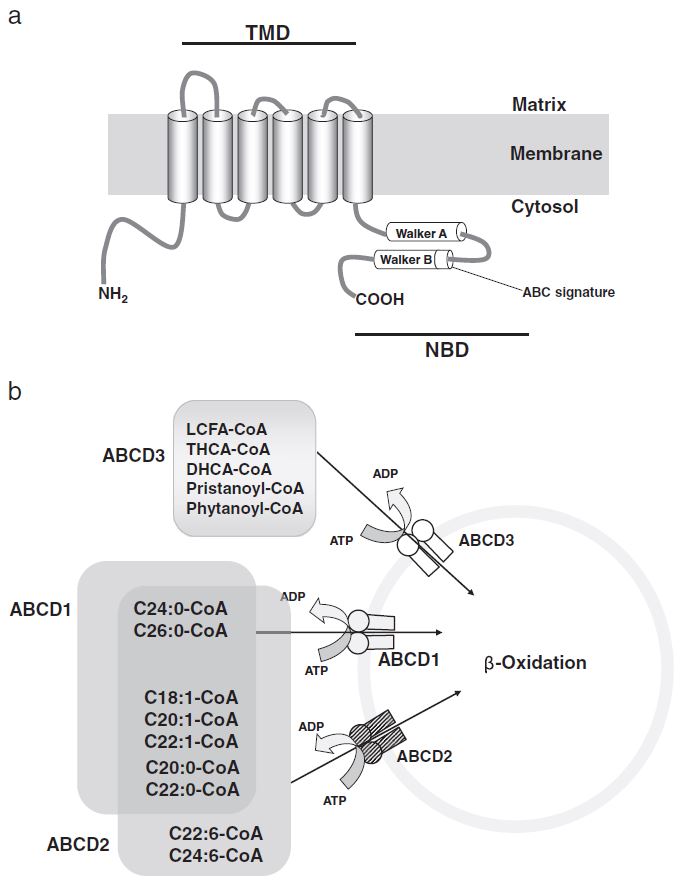 Hypothesized structure of the peroxisomal ABC half-transporter.