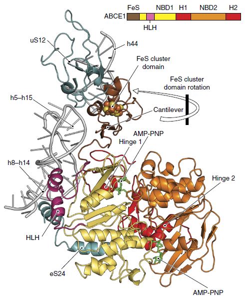 Interactions of ABCE1 with the small 40S ribosomal subunit.