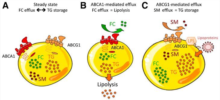 Hypothetical model for ABCA1 and ABCG1 regulation of adipose fat storage.