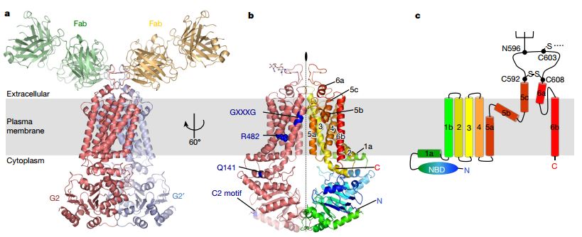 ABCG2 structure.