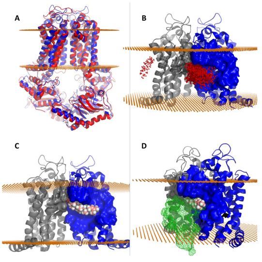 Computed structural and binding features of the Abcg4 dimer model.