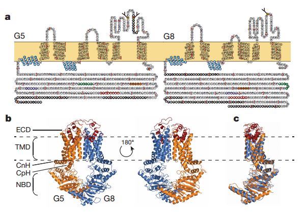 Structure of the G5G8 heterodimer.