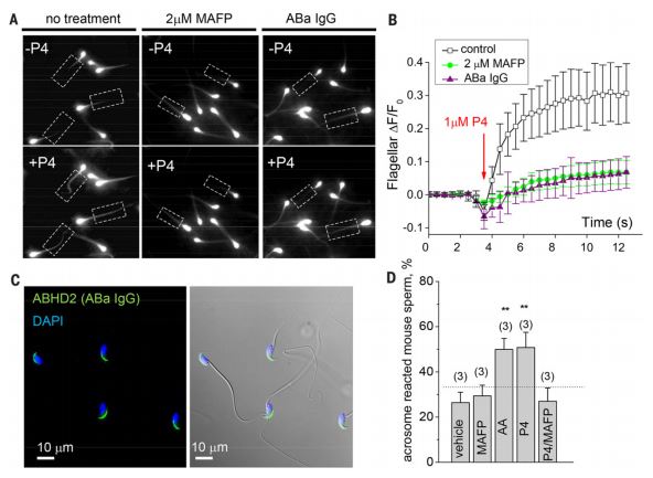 ABHD2 regulates Ca2+ influx in human flagellum and involved in mouse acrosome reaction