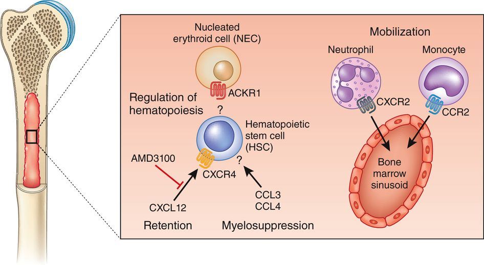 Role of chemokines and chemokine receptors in the bone marrow hematopoietic niche. ACKR1 expressed by NECs binds an unknown receptor on HSCs and regulates hematopoiesis, in particular, myeloid differentiation.