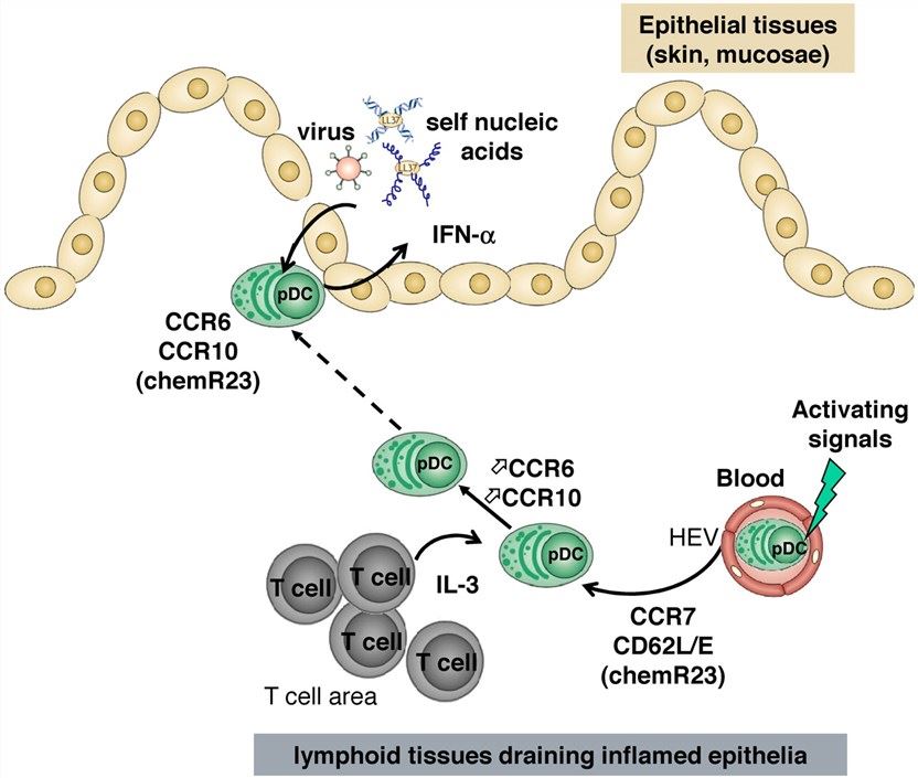 Model for pDC recruitment into inflamed epithelial sites. On their recruitment into lymphoid organs in a manner that involves CCR7 and CD62L, pDCs might be instructed through IL-3 released by local T cells to express CCR6 and CCR10.