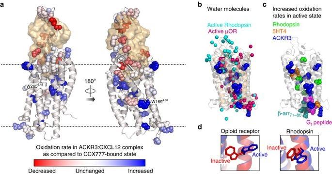 Activation of ACKR3 probed by radiolytic footprinting.