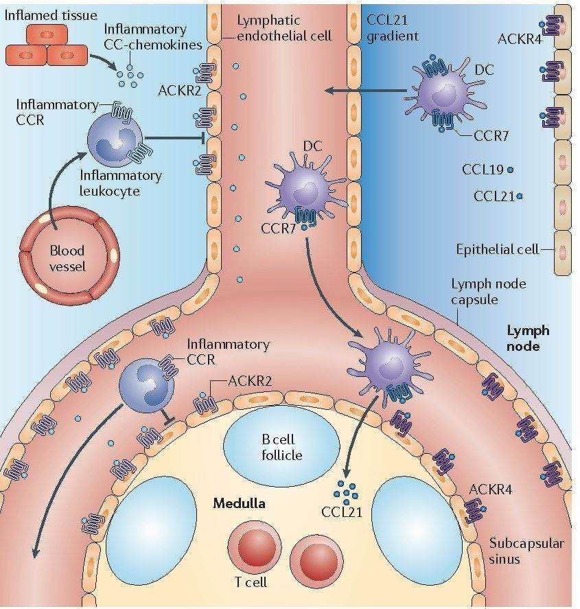 Models for immune and inflammatory functions of ACKRs in vivo