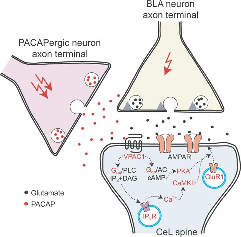 A mechanism for postsynaptically expressed PACAP-induced synaptic enhancements in the BLA-CeL projections. 
