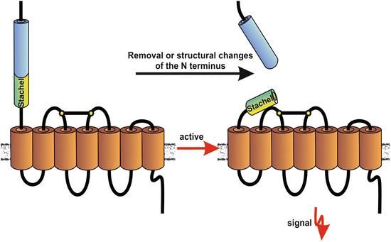 Adhesion GPCRs harbor a tethered agonist sequence.