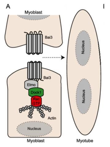 Bai3 is expressed by myoblasts and is essential for myoblast fusion. Activation of Bai3 through an as yet to be determined mechanism and its interaction with Elmo are required for myoblast fusion.