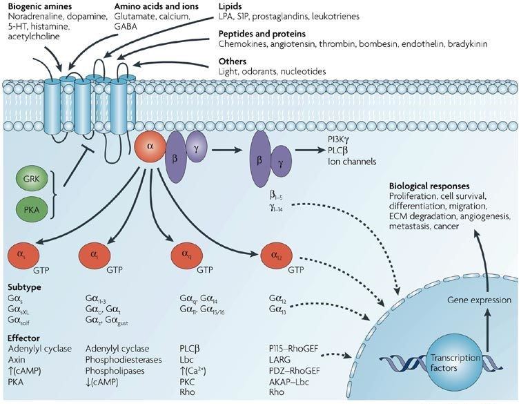 Diversity of G-protein-coupled receptor signaling.
