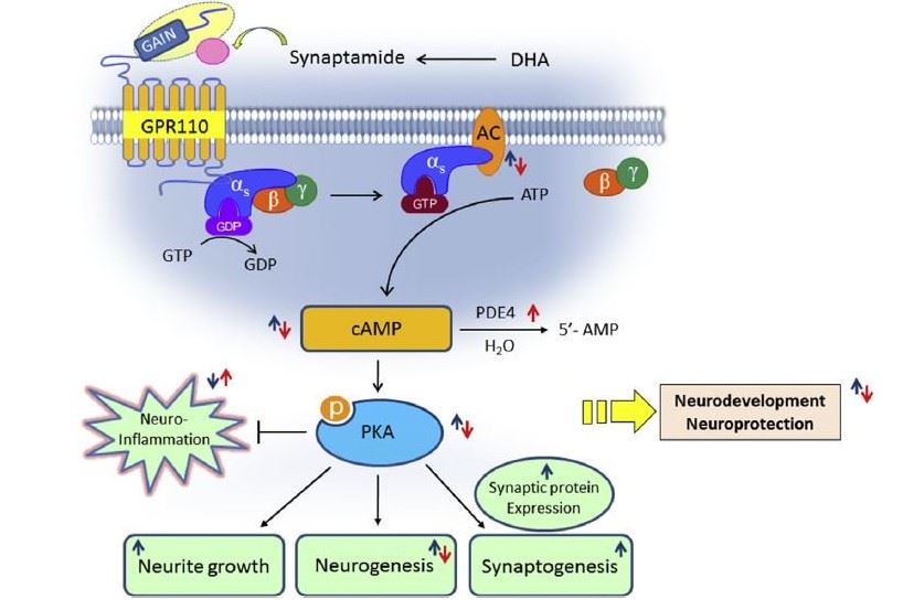 Molecular and cellular signaling mechanisms for the neurodevelopmental and neurotrophic effects of synaptamide. 