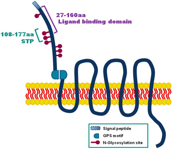 ADGRG1-Membrane-Protein-Introduction
