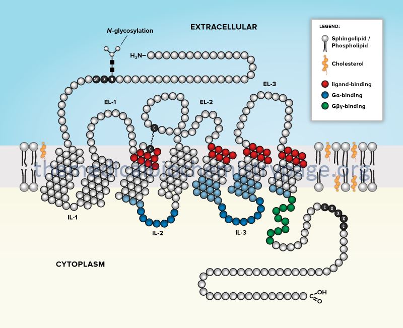 G-protein coupled receptor (GPCR) structure.