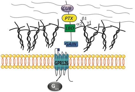 Adhesion GPCRs as Novel Actors in Neural and Glial Cell Functions.