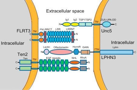 Diagram of LPHN3/FLRT3/UNC5D/Ten2 at a cellular junction.