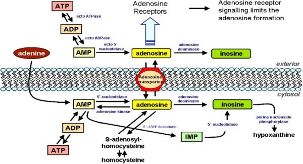 Adenosine formation and catabolism.