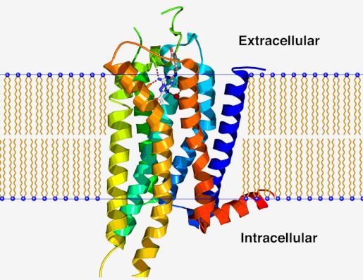 ADORA2A Membrane-Protein Introduction