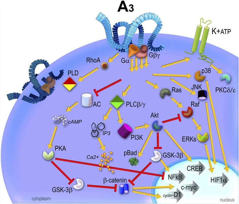 Schematic representation of second messengers and intracellular signaling pathways, downstream targets, mediated by A3ARs stimulation.