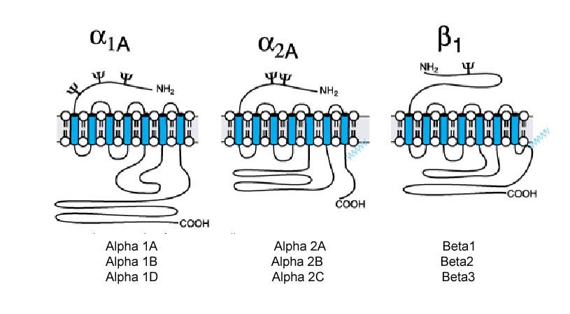 The adrenergic receptors which subserve the responses of the sympathetic nervous system have been divided into two discrete subtypes: alpha adrenergic receptors and beta-adrenergic receptors.