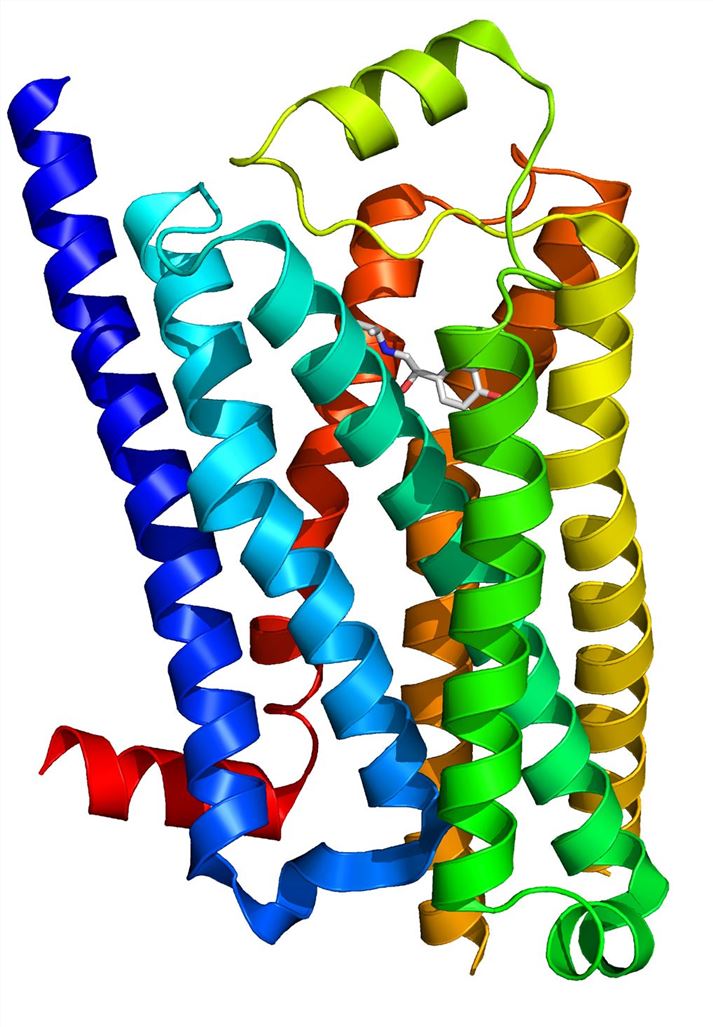 ADRB1 Membrane Protein Introduction