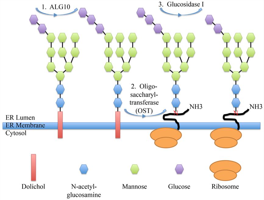 The role of ALG10B in asparagine (N)-linked glycosylation.