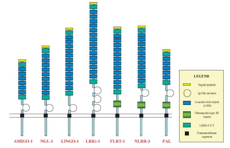 Domain organization of representatives (AMIGO1 and other proteins).