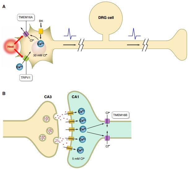TMEM16A and TMEM16B function in neurons.