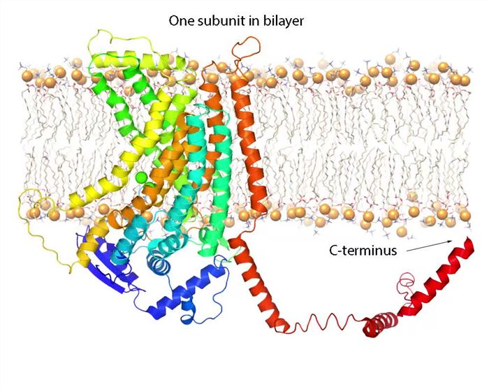 Proposed structure of ANO3 membrane protein.